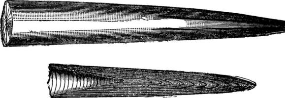 Various beaks of Jurassic belemnites, vintage engraving. vector