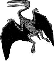 The Pterodactyle, vintage engraving. vector