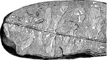 eopteris morierei, encontró en 1878 en el campo siluriano, Clásico grabado. vector