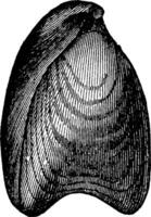 Terebratula digona, vintage engraving. vector