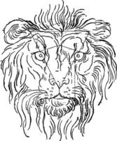 león, Clásico grabado. vector