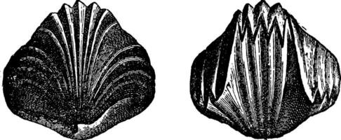 Rhynchonelle viewed from different sides, vintage engraving. vector