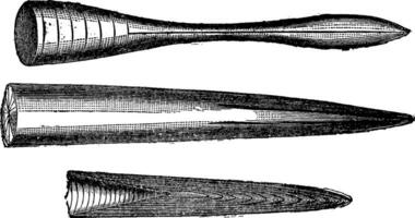 Various beaks of Jurassic belemnites, vintage engraving. vector