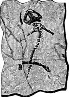 Fossil remains of protriton petrolei, vintage engraving. vector