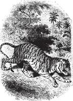 Tiger in forest, vintage engraving. vector