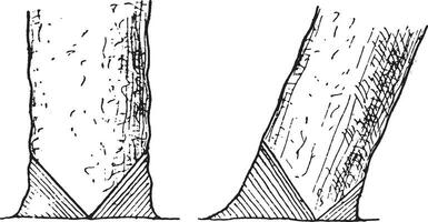 tala de el un en el Derecha árbol, en el árbol inclinaciones, vendimia vector