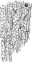 Conceptacles of Stereum hirsutum covering the bark of a tree, vi vector