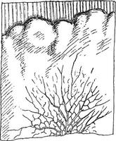 The mycelium, strongly developed the Merulius and presenting the vector