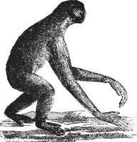 The siamang, gibbon ape of the Miocene period, vintage engraving. vector