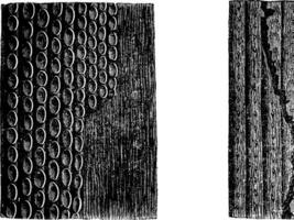 Sigillaria bark fossil specimen. vector