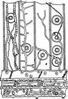 Longitudinal section in a pine wood fragment contested by Meruli vector