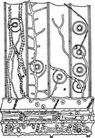 Longitudinal section in a pine wood fragment contested by Meruli vector