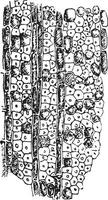 Alteration of the wood achieved by Stereum hirsutum when still l vector