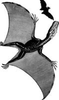 Pterodactyl and bat, vintage engraving. vector