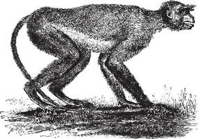 Langur monkey of the Miocene period in Greece, vintage engraving. vector