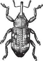 Pissodes notatus, vintage engraving. vector