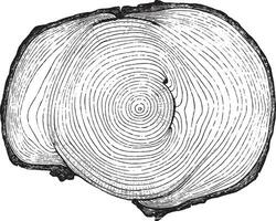 Cross section of a tree trunk presenting three injuries are wild animals, more or less completely healed, vintage engraving. vector