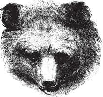 Bear, vintage engraving. vector