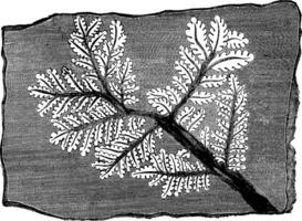 Trace fossil fern, vintage engraving. vector