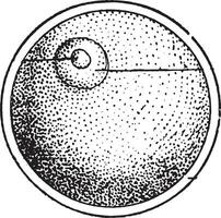 el celúla, el elemental huevo de todas organizado seres, Clásico grabado. vector