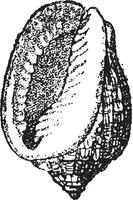 Cassis cancellata, vintage engraving. vector