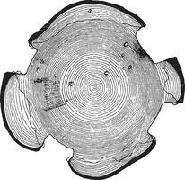 Cross section of a pine throne submitted to tapping, vintage engraving. vector