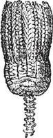 Encrinus lilliformis, vintage engraving. vector