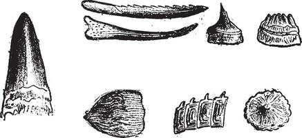 Offensive and defensive weapons of Devonian Pisces, vintage engraving. vector