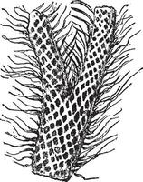 Twig of Lepidodendron elegans, vintage engraving. vector