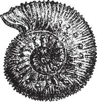 Ammonites humphrysianus, vintage engraving. vector