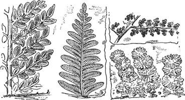 Fossil Plants of the Coal Period, vintage engraving. vector