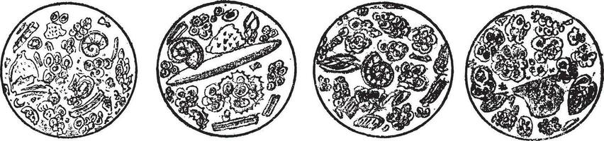 Microscopic analysis of chalk, according to Ehrenberg, vintage engraving. vector