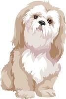 Vector of bolognese dog.