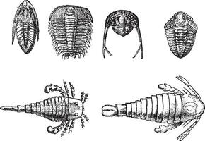 Cambrian and Silurian crustaceans, vintage engraving. vector