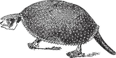 Glyptodon clavipes, vintage engraving. vector