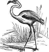 Flamingo, vintage engraving. vector