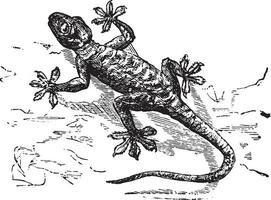 Gecko, vintage engraving. vector