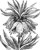 Fritillaria, vintage engraving. vector