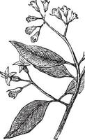 Clove, vintage engraving. vector