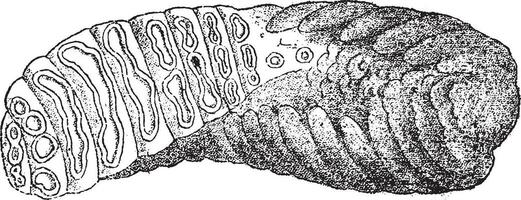 Molar of a Mammoth, seen by its triturating face, vintage engraving. vector