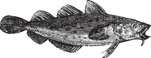 Cod fish or Gadus spp. vector