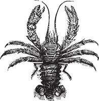 Squat lobster, vintage engraving. vector