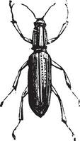 nariz corta gorgojo o liofloeus sp. vector