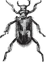 Heterocera, vintage engraving. vector