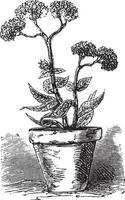 Heliotrope, vintage engraving. vector