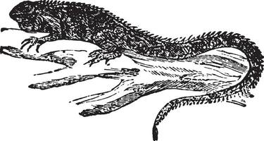 Iguana, vintage engraving. vector