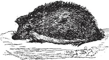 Hedgehog, vintage engraving. vector