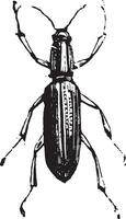 nariz corta gorgojo o liofloeus sp. vector