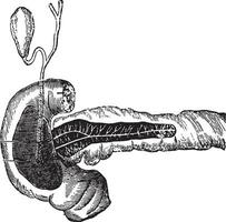 secreción de bilis y pancreático jugo, Clásico grabado. vector