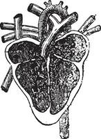 Vertical section of the heart, vintage engraving. vector